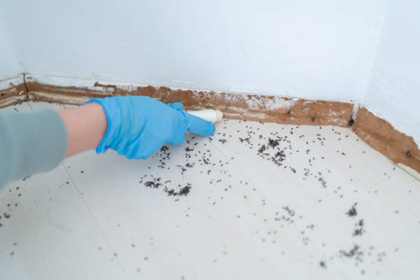 Best Termite Inspection and Treatment  in Jacksonville, AL